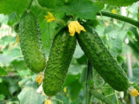 Rodnichok F1 Cucumber Seeds (Cucumis sativus) | GMO-Free Garden Variety for Home Growing