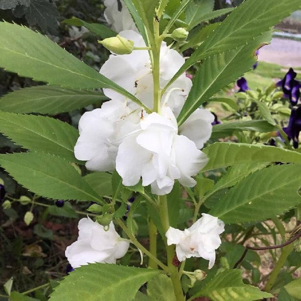 White Balsamina Flower Seeds - Your Guide to Easy Planting and Growing