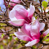 Baby Pink Yulan Flower seeds for Planting - Shade Tolerant, Heirloom & GMO Free Seeds for Home Garden