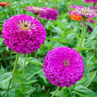 Zinnia Flower seeds for Planting - Seasonal Bloomer, Heirloom & GMO Free Seeds for Home Garden