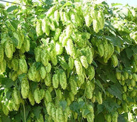 Humulus Lupulus Flower seeds for Planting - Seasonal Bloomer, Heirloom & GMO Free Seeds for Home Garden