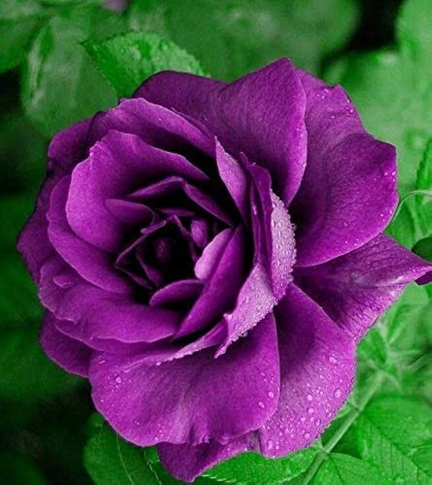 Purple Pink Rose Flower seeds for Planting - Fragrant Blossoms, Heirloom & GMO Free Seeds for Home Garden