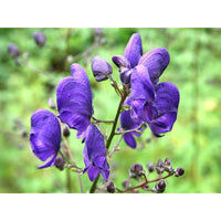 Blue Aconitum Napellus Flower seeds for Planting - Premium Quality, Heirloom & GMO Free Seeds for Home Garden