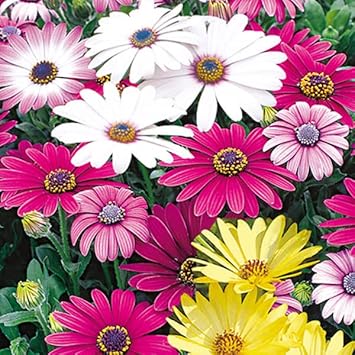 Mixed Osteospermum Flower seeds for Planting - Compact Growth, Heirloom & GMO Free Seeds for Home Garden
 
 Sale for planting in home garden