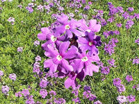Moss Verbena Verbena tenuisecta Flower Seeds for Planting in Flower Bed and Garden