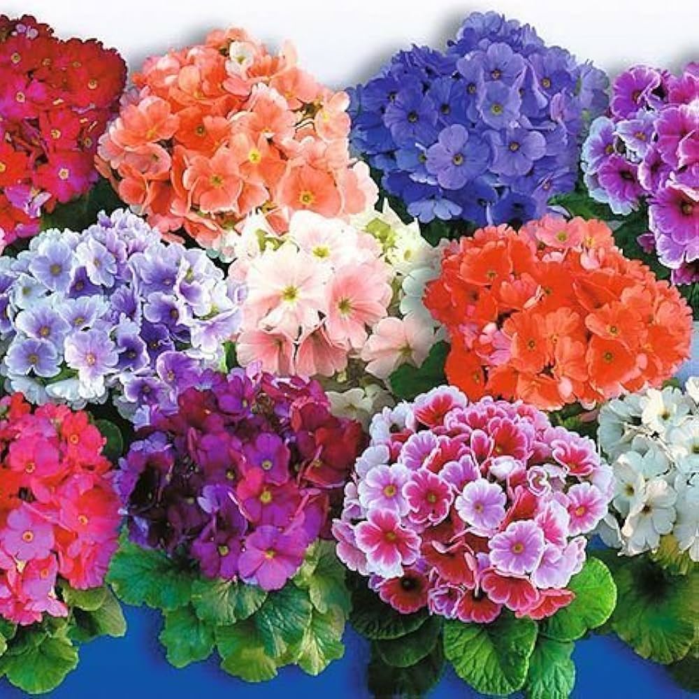 Mixed Primrose OR Primula Obconica Flower Seeds Violet Flower seeds for Planting - Long Bloom Season, Heirloom & GMO Free Seeds for Home Garden