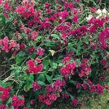 Pink Clarkia Flower seeds for Planting - Compact Growth, Heirloom & GMO Free Seeds for Home Garden
 
 Sale for planting in home garden.