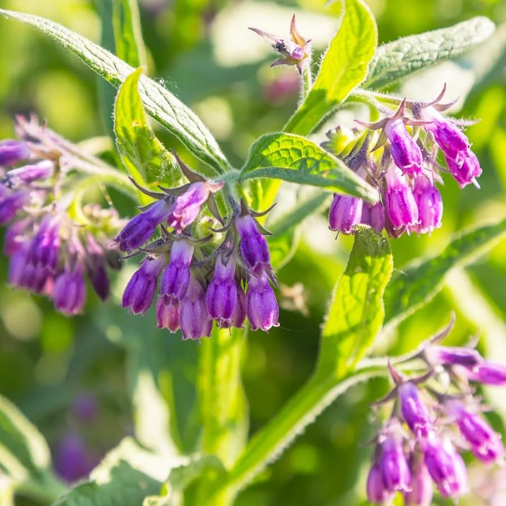 Violet Symphytum Flower seeds for Planting - Drought Tolerant, Heirloom & GMO Free Seeds for Home Garden