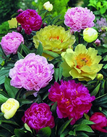 Mixed Peony planting selection for an outdoor garden
