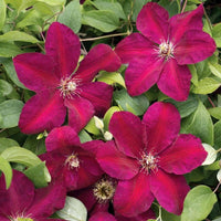 Light Red Clematis Flower seeds for Planting Bright Blooms Heirloom & GMO Free Seeds for Home Garden