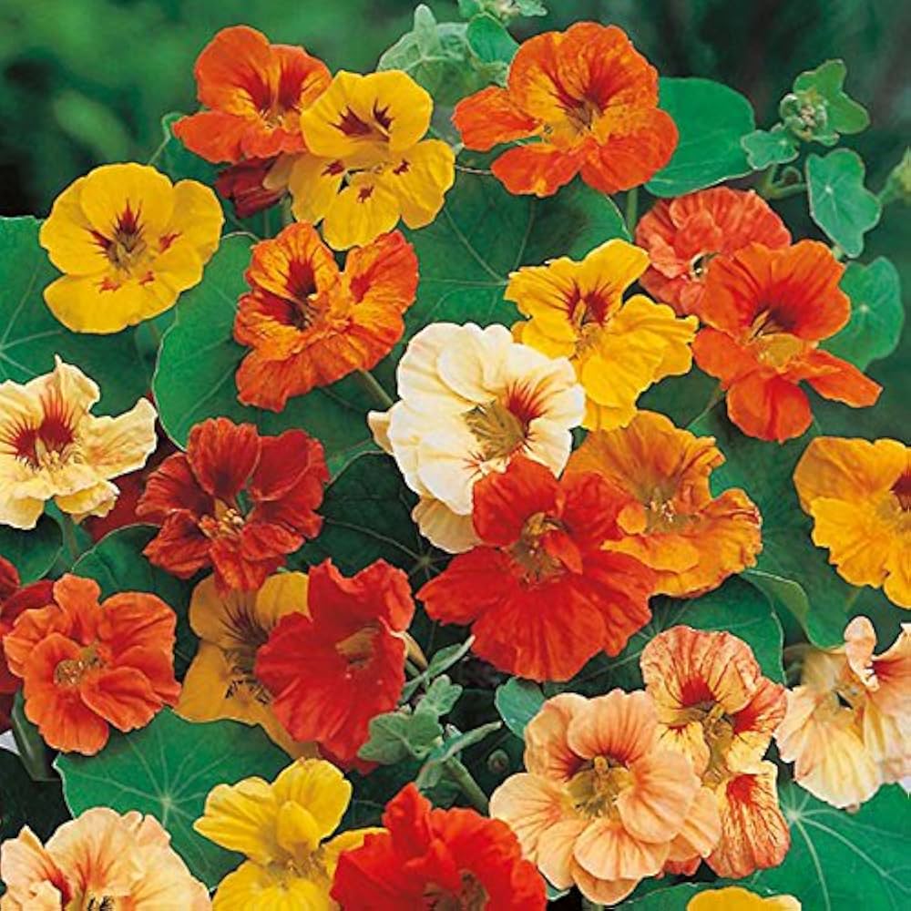 Nasturzio Jewel Mix Seeds edible and ornamental flowers