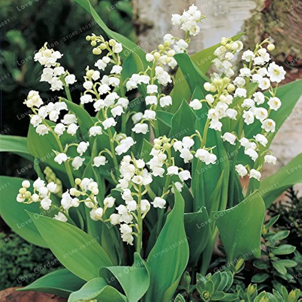 Lily of the Valley Seeds for Planting Convallaria Majalis shade garden flower border