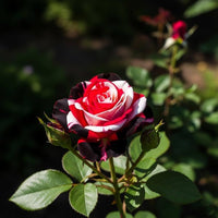 Perennial Rose flowers with green foliage in an outdoor garden