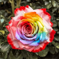 Colorful perennial roses blooming in a landscaped garden bed

