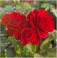 Red Away Rose Flower Seeds for Planting Sun Loving Heirloom & GMO Free Seeds for Home Garden
 
 Sale