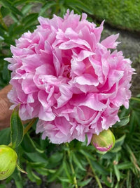 Peony Paeonia lactiflora Flower Seeds for Planting