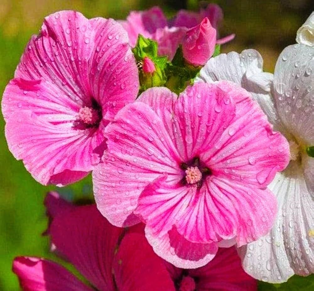 Lavatera Flower seeds for Planting - Low Maintenance, Heirloom & GMO Free Seeds for Home Garden