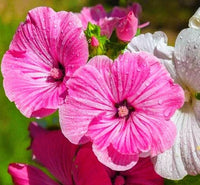 Pink Trimestris Flower seeds for Planting Wildflower Mix Heirloom & GMO Free Seeds for Home Garden
 
 Sale