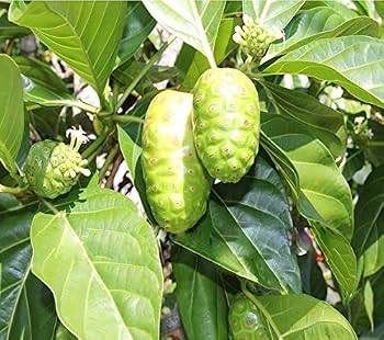 Close-up of Green Noni fruits and glossy leaves on a healthy tree.

