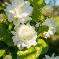 Jasmine Seeds for Planting – Fragrant Heirloom Flower Seeds for Home Garden