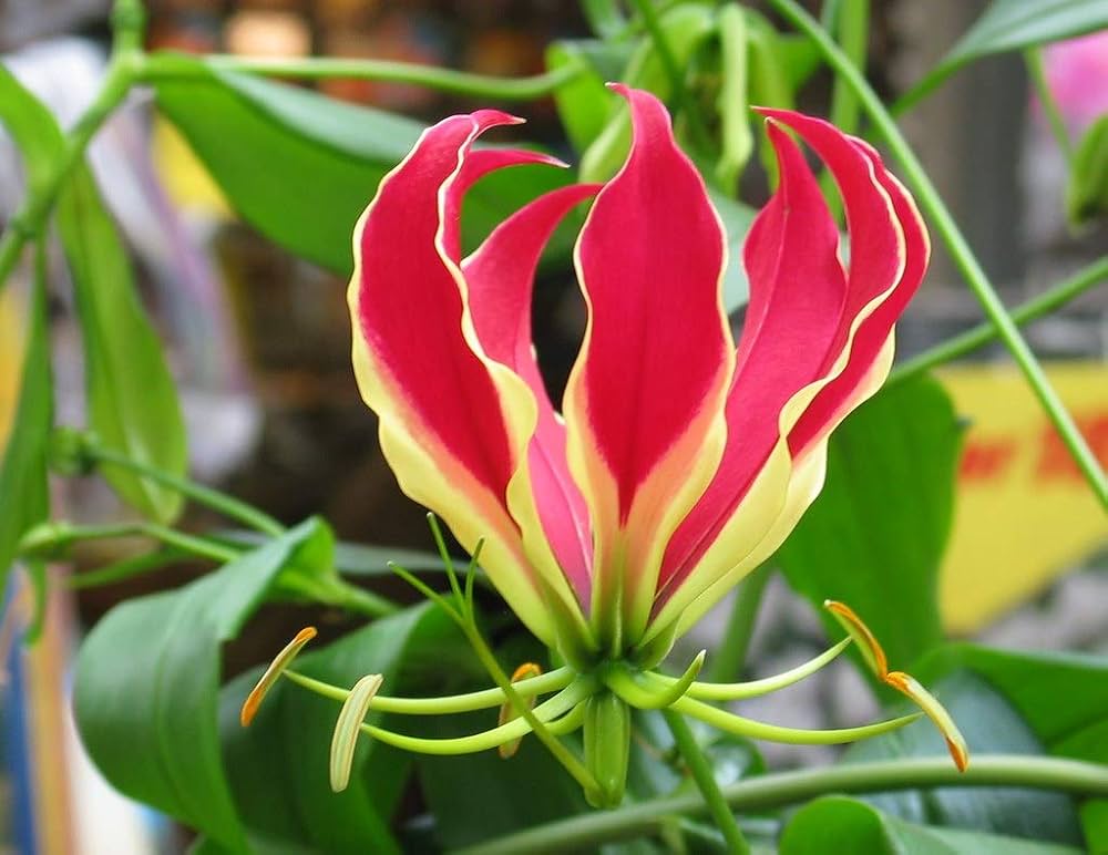 Red Yellow Gloriosa Rothschildiana Flower seeds for Planting - Fragrant Blossoms, Heirloom & GMO Free Seeds for Home Garden