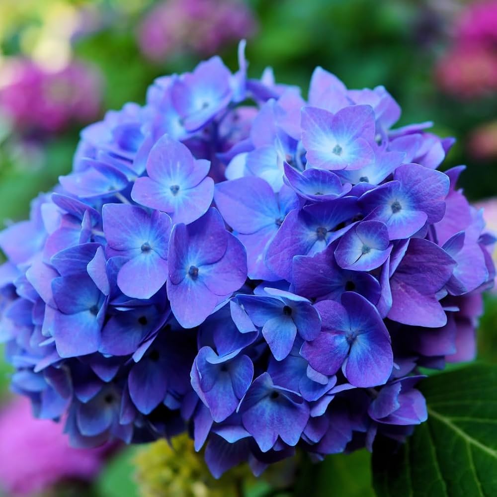 Purple & Dark Blue Hydrangea Flower seeds for Planting - Shade Tolerant, Heirloom & GMO Free Seeds for Home Garden