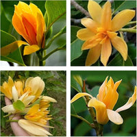 Champa Flower seeds for Planting Drought Tolerant Heirloom & GMO Free Seeds for Home Garden