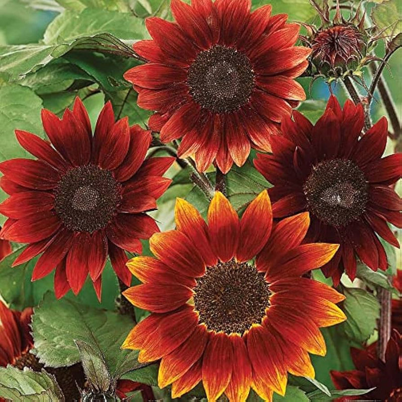 Burgundy Sunflower Seeds Perfect for Planting