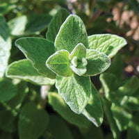 Wild Zaatar Oregano (Origanum syriacum) Seeds for Planting – Heirloom & Non-GMO Herb Seeds