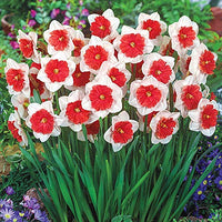 Light Red Daffodil Flower Seeds for Planting Fragrant Blossoms Heirloom & GMO Free Seeds for Home Garden
 
 Sale