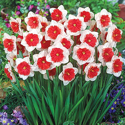 Red White Daffodil Flower Seeds for Planting Wildflower Mix Heirloom & GMO Free Seeds for Home Garden
 
 Sale