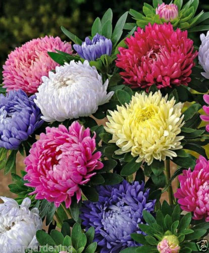 Aster for planting in flower bed