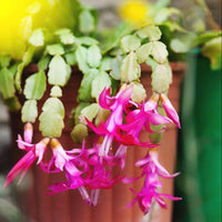 Mixed Zygocactus Truncatus Flower seeds for Planting - Cut Flower Favorite, Heirloom & GMO Free Seeds for Home Garden