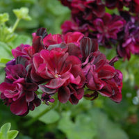 Dark Burgundy Geraniums Flower seeds for Planting Sun Loving Heirloom & GMO Free Seeds for Home Garden
 
 Sale seeds for home garden planting