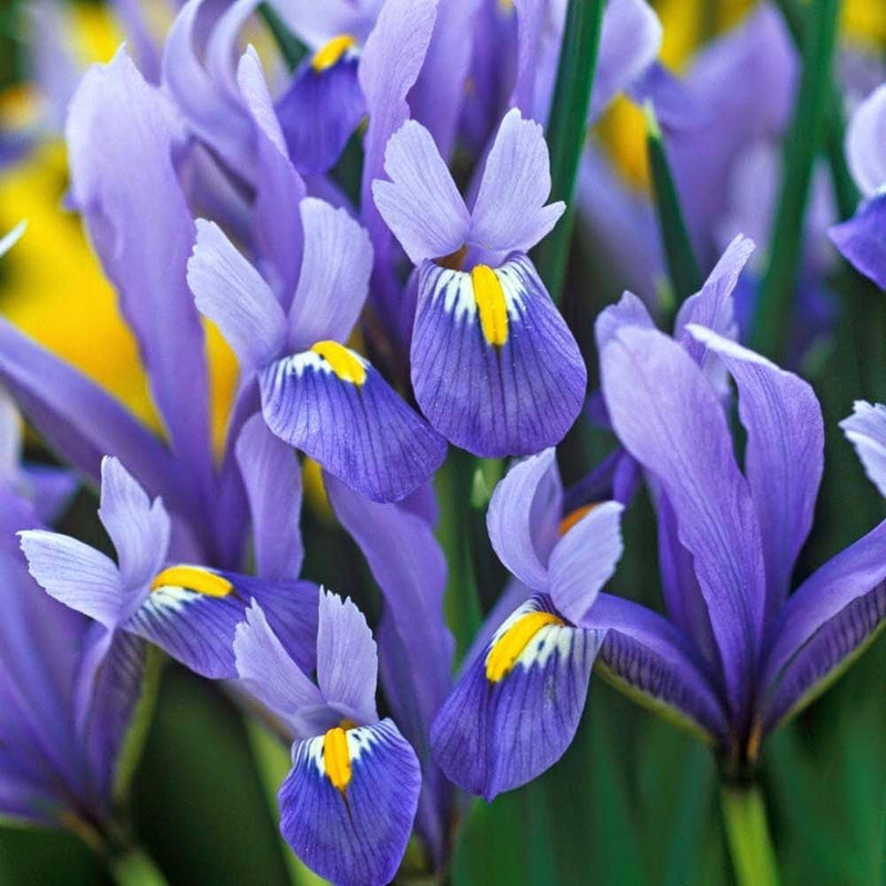 Mixed Iris Iris spp Flower Seeds for Planting in Flower Bed and Garden