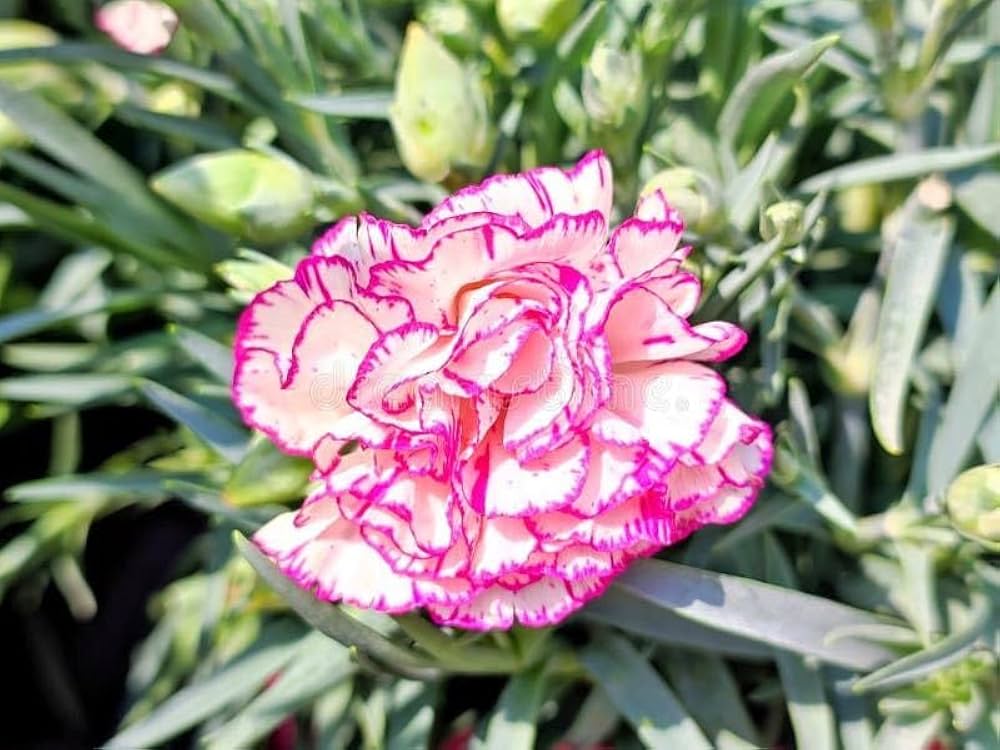 Rose Dianthus Carnation Seeds for Planting Garden Borders Urban Spaces