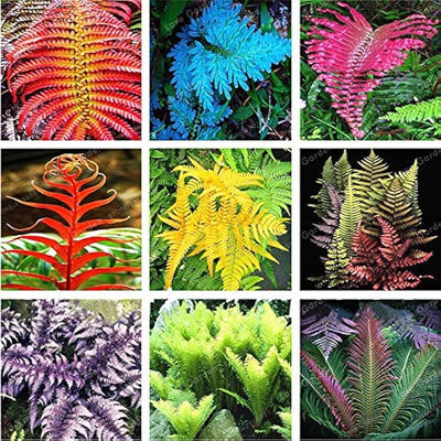 100 Pcs
