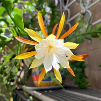 Epiphyllum Epiphyllum spp for planting in indoor garden