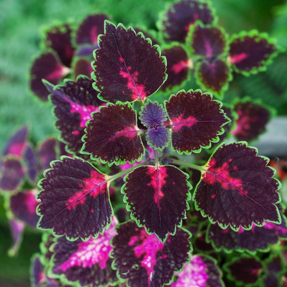 Coleus Flower seeds for Planting Drought Tolerant Heirloom & GMO Free Seeds for Home Garden