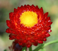 Helichrysum Red Bracteatum Flower Seeds for Planting  Vibrant Annuals