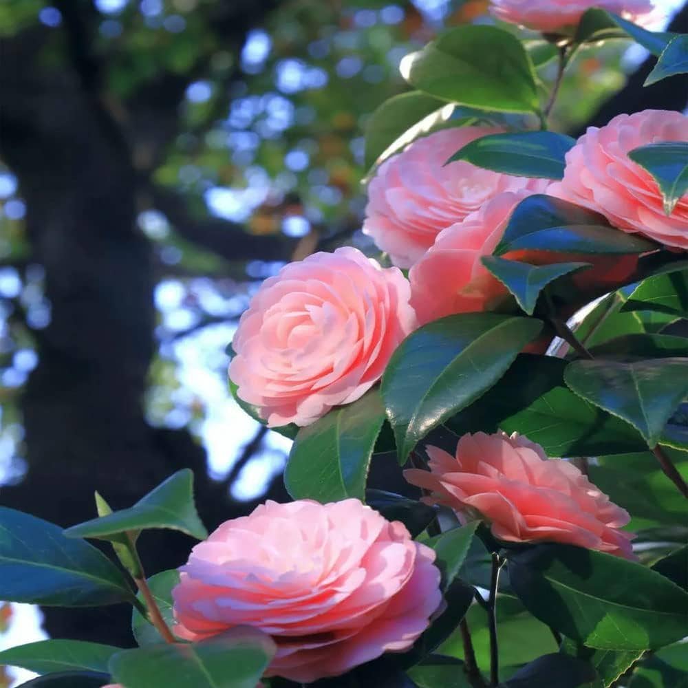 Pink Red Camellia Flores Flower Seeds for Planting Seasonal Bloomer Heirloom & GMO Free Seeds for Home Garden
 
 Sale