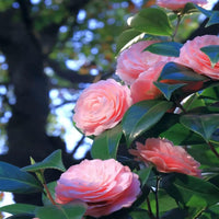 Pink Amellia Flower Planting Seeds - Vibrant Pink Blooms for Your Garden