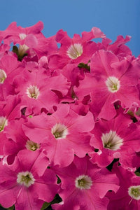 Floribunda Rose Rosa hybrida Logro Seeds for Planting home garden flower border