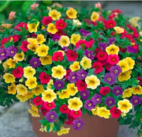 Mixed Calibrachoa flowers blooming in multiple colors in a garden setting.