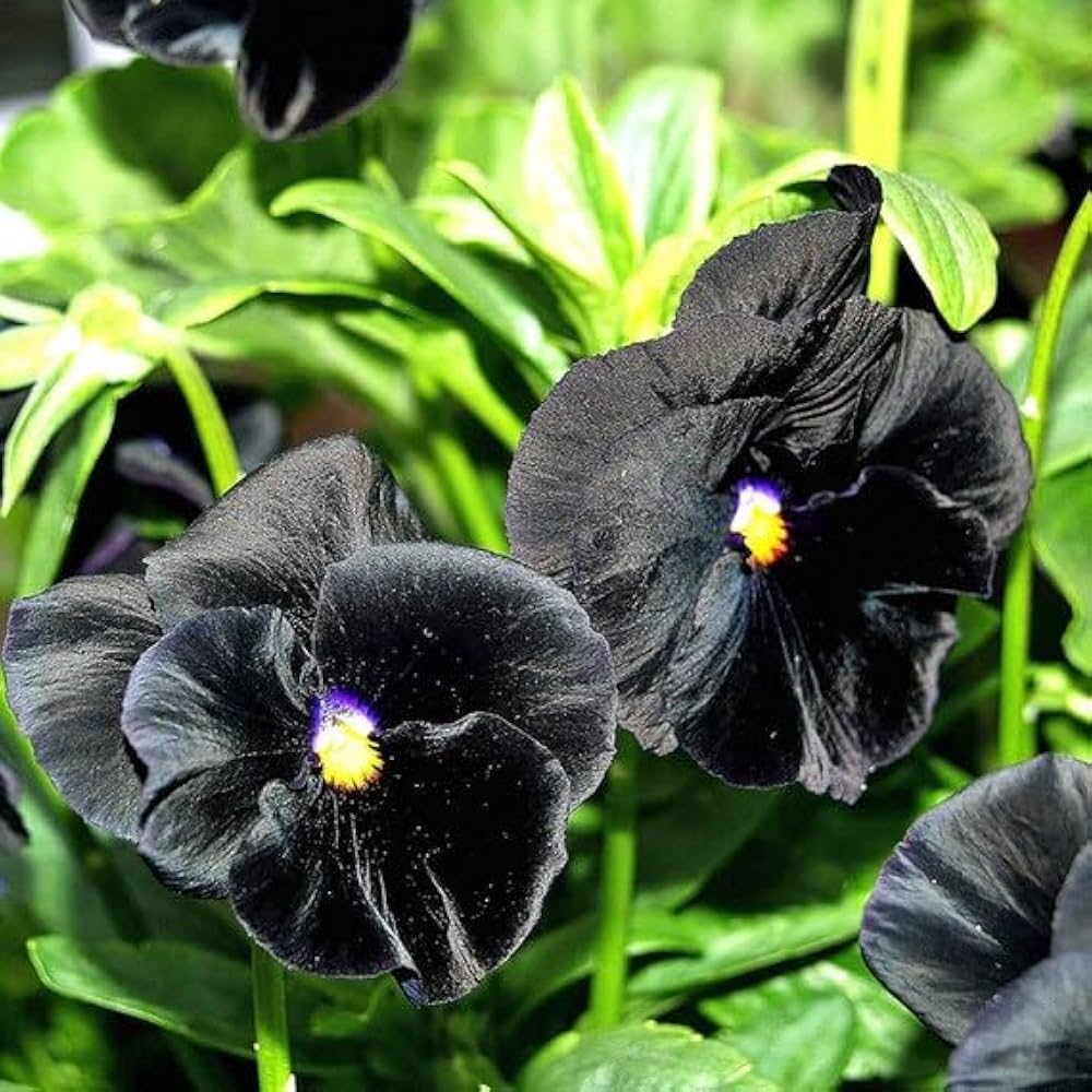 Black pansy Flower seeds for Planting - Drought Tolerant, Heirloom & GMO Free Seeds for Home Garden