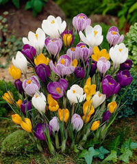 Crocus bulbs growing in a seasonal outdoor garden display