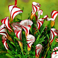 Red White Candy Cane Flower Seeds for Planting  Vibrant Annual Blooms