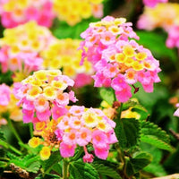 Mixed Lantana Camara Flower seeds for Planting Compact Growth Heirloom & GMO Free Seeds for Home Garden
 
 Sale