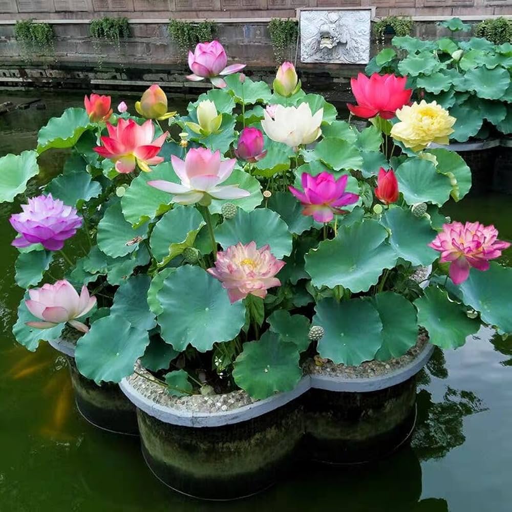 Lotus Seeds for Water Garden Planting Aquatic Flower