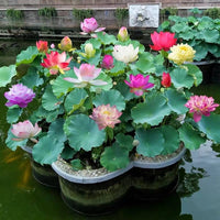 Lotus Seeds for Water Garden Planting Aquatic Flower